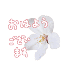 さくらさく～春の桜実写版～たっぷり40種類（個別スタンプ：31）