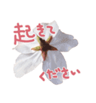 さくらさく～春の桜実写版～たっぷり40種類（個別スタンプ：32）