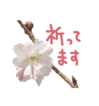 さくらさく～春の桜実写版～たっぷり40種類（個別スタンプ：34）