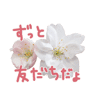 さくらさく～春の桜実写版～たっぷり40種類（個別スタンプ：37）