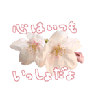さくらさく～春の桜実写版～たっぷり40種類（個別スタンプ：38）
