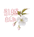 さくらさく～春の桜実写版～たっぷり40種類（個別スタンプ：40）