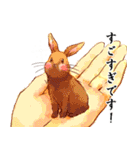 Lovely rabbit sticker！3<敬語ver>（個別スタンプ：3）