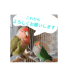 コザクラインコのリリーとジョニー敬語編（個別スタンプ：1）