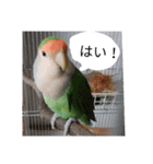 コザクラインコのリリーとジョニー敬語編（個別スタンプ：3）