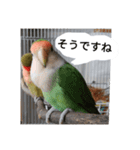 コザクラインコのリリーとジョニー敬語編（個別スタンプ：7）