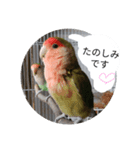 コザクラインコのリリーとジョニー敬語編（個別スタンプ：8）