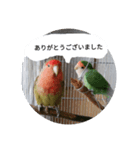 コザクラインコのリリーとジョニー敬語編（個別スタンプ：10）