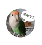 コザクラインコのリリーとジョニー敬語編（個別スタンプ：11）