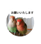 コザクラインコのリリーとジョニー敬語編（個別スタンプ：12）