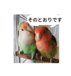 コザクラインコのリリーとジョニー敬語編（個別スタンプ：13）