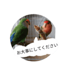 コザクラインコのリリーとジョニー敬語編（個別スタンプ：14）