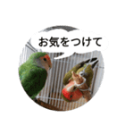 コザクラインコのリリーとジョニー敬語編（個別スタンプ：15）