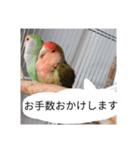 コザクラインコのリリーとジョニー敬語編（個別スタンプ：16）