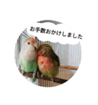 コザクラインコのリリーとジョニー敬語編（個別スタンプ：17）