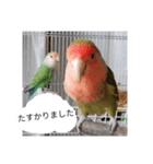 コザクラインコのリリーとジョニー敬語編（個別スタンプ：18）