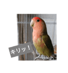 コザクラインコのリリーとジョニー敬語編（個別スタンプ：20）