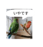 コザクラインコのリリーとジョニー敬語編（個別スタンプ：22）