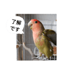 コザクラインコのリリーとジョニー敬語編（個別スタンプ：23）