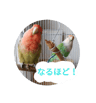 コザクラインコのリリーとジョニー敬語編（個別スタンプ：24）