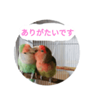 コザクラインコのリリーとジョニー敬語編（個別スタンプ：25）