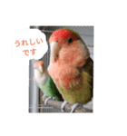 コザクラインコのリリーとジョニー敬語編（個別スタンプ：26）