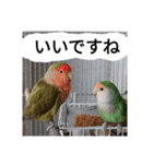 コザクラインコのリリーとジョニー敬語編（個別スタンプ：28）