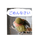 コザクラインコのリリーとジョニー敬語編（個別スタンプ：29）