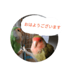 コザクラインコのリリーとジョニー敬語編（個別スタンプ：31）