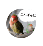 コザクラインコのリリーとジョニー敬語編（個別スタンプ：34）