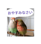 コザクラインコのリリーとジョニー敬語編（個別スタンプ：35）