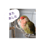 コザクラインコのリリーとジョニー敬語編（個別スタンプ：36）