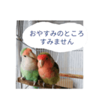 コザクラインコのリリーとジョニー敬語編（個別スタンプ：37）