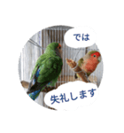 コザクラインコのリリーとジョニー敬語編（個別スタンプ：38）