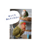 コザクラインコのリリーとジョニー敬語編（個別スタンプ：39）