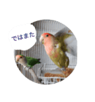 コザクラインコのリリーとジョニー敬語編（個別スタンプ：40）