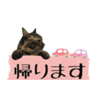 癒し猫**実写**敬語Ver4（個別スタンプ：15）