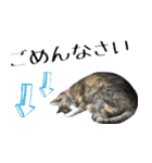 癒し猫**実写**敬語Ver4（個別スタンプ：19）