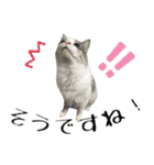 癒し猫**実写**敬語Ver4（個別スタンプ：24）