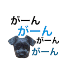 トイプ☆チワプ（個別スタンプ：1）