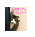 マックスと猫家族3  日常に使える敬語（個別スタンプ：9）