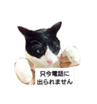 マックスと猫家族3  日常に使える敬語（個別スタンプ：13）