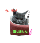 猫は可愛い（個別スタンプ：6）