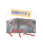 猫は可愛い（個別スタンプ：7）