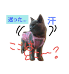 猫は可愛い（個別スタンプ：10）