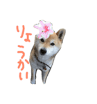 柴犬の蘭（個別スタンプ：1）