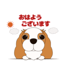 キャバリア犬♪ブレンハイム(白多め)2（個別スタンプ：1）