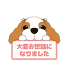 キャバリア犬♪ブレンハイム(白多め)2（個別スタンプ：11）