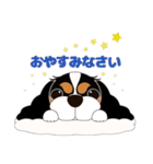 キャバリア犬♪トライカラー2（個別スタンプ：4）