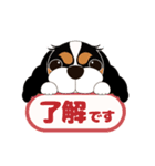 キャバリア犬♪トライカラー2（個別スタンプ：5）